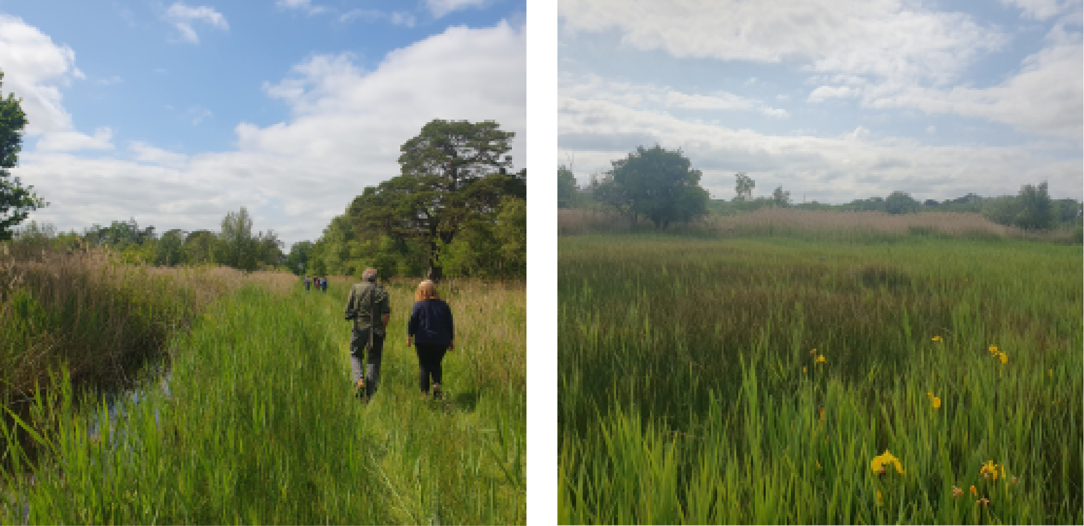 Two Pictures of Chippenham Fen, One with a plants in a green field, one of a group of people walking between reeds, grass and a body of water