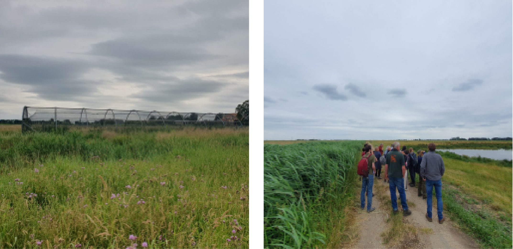 Two Pictures of Lady Fen, One with a net over protected plants in a green field, one of a group of people stood on a road between reeds, grass and a body of water