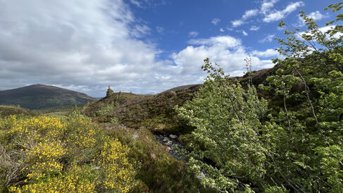 cairngorms landscape