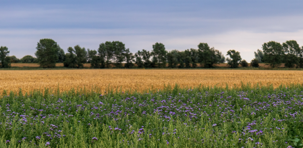 Photo of Brambles infront of Cultivated Fenland and Forrest