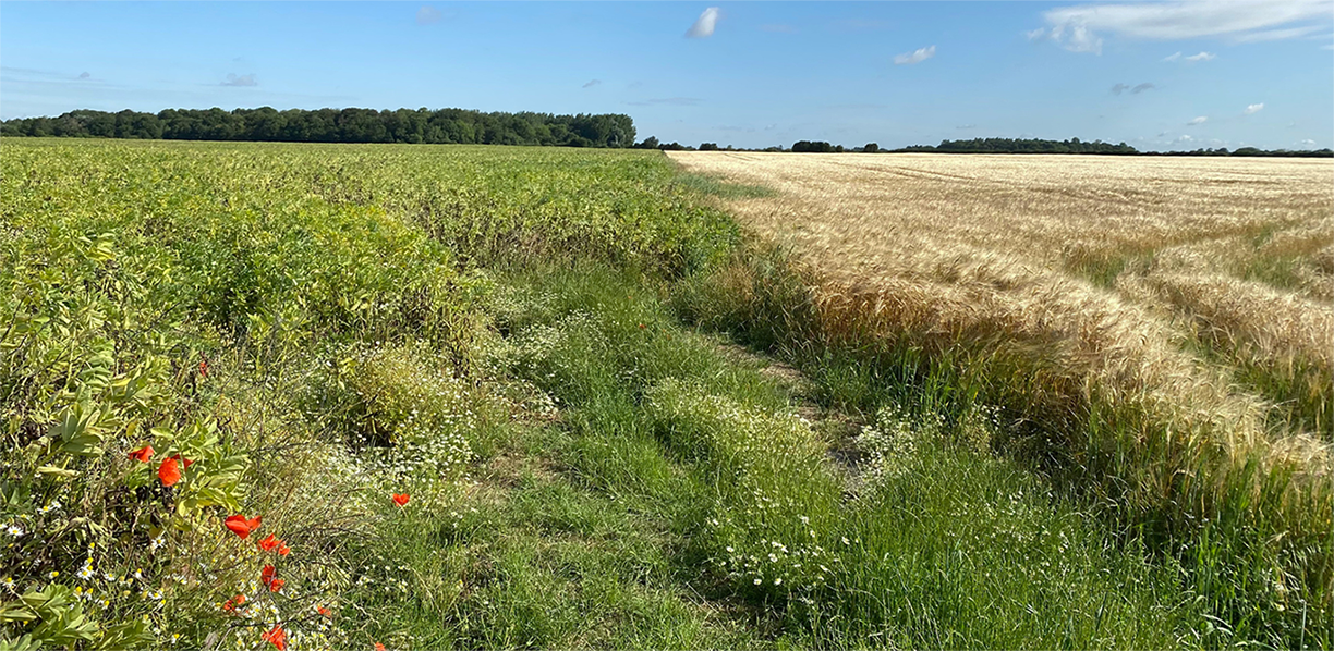 Image Copywrite Lillian Bixler Image of Fenland Wildflowers and Barley field