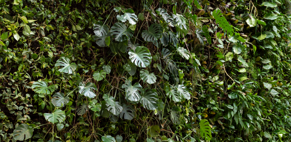 Photograph of the LIving Wall in the David Attenborough Building