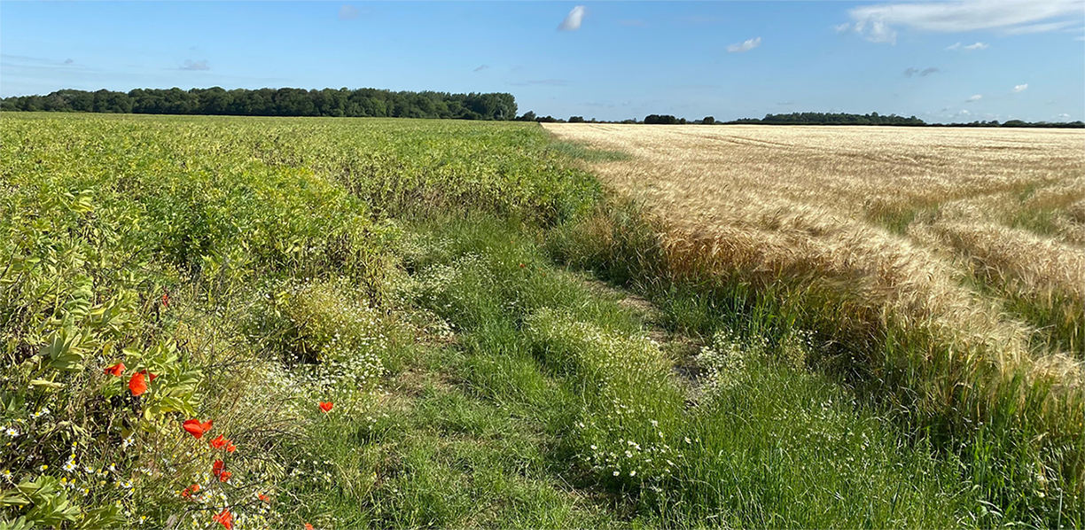 Image of Fenland Wildflowers and Barley field