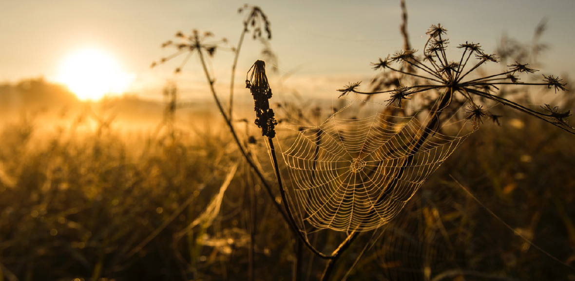 Photo of a spiders web in some wheat at sunset